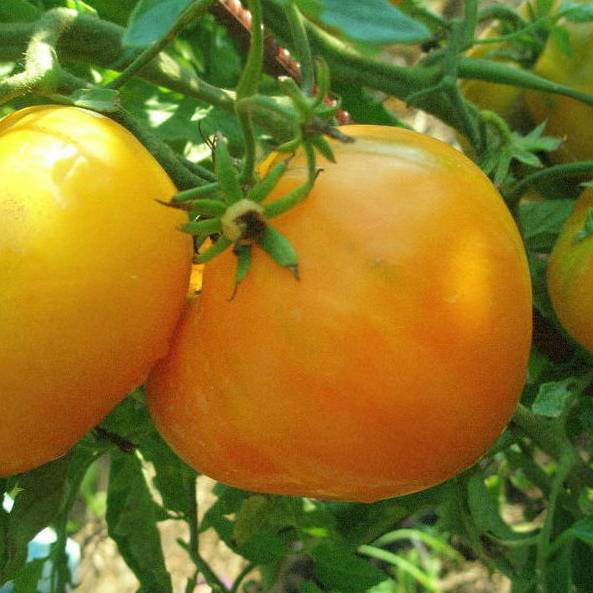 "сливка медовая" томат, описание этого сорта, уход за помидорами