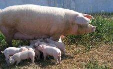 Беконная порода свиней – особенности мясного направления 2020