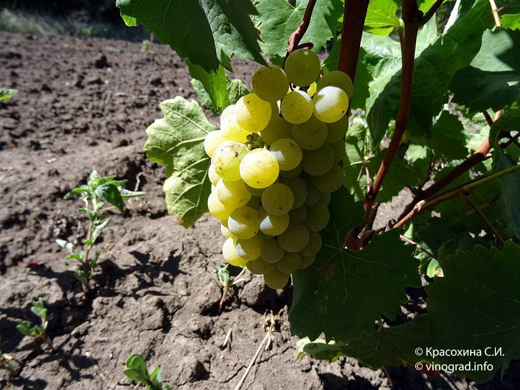 Виноград магарач: описание сорта, особенности и характеристики, выращивание и борьба с вредителями, фото