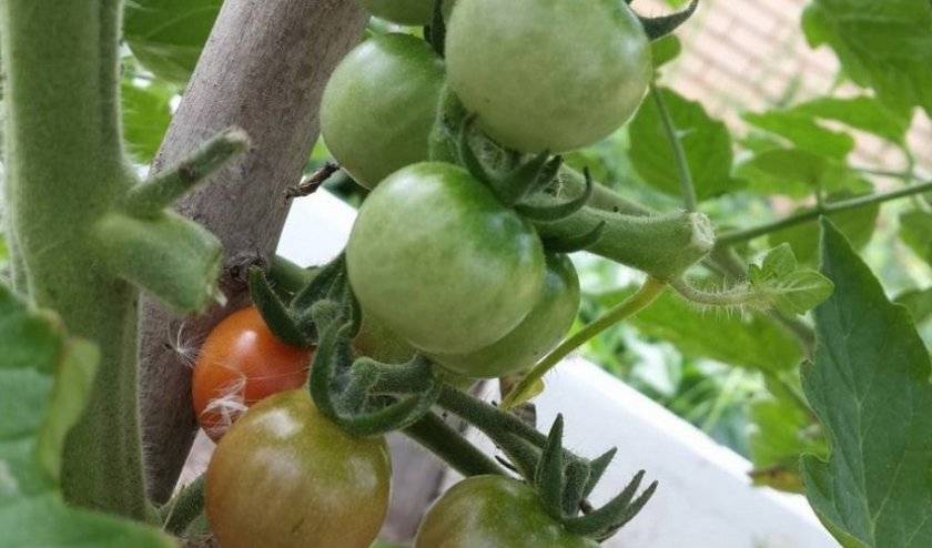 Сорта желтых томатов: описание, фото, отзывы