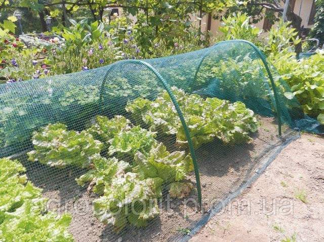 Выращивание кабачков: секреты урожая
