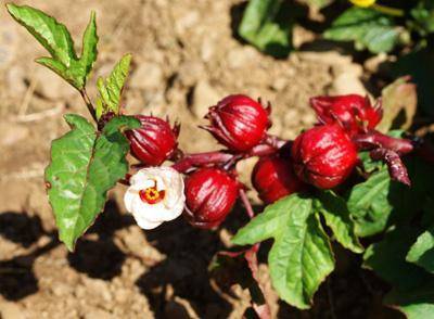 Суданская роза: выращивание и уход в домашних условиях