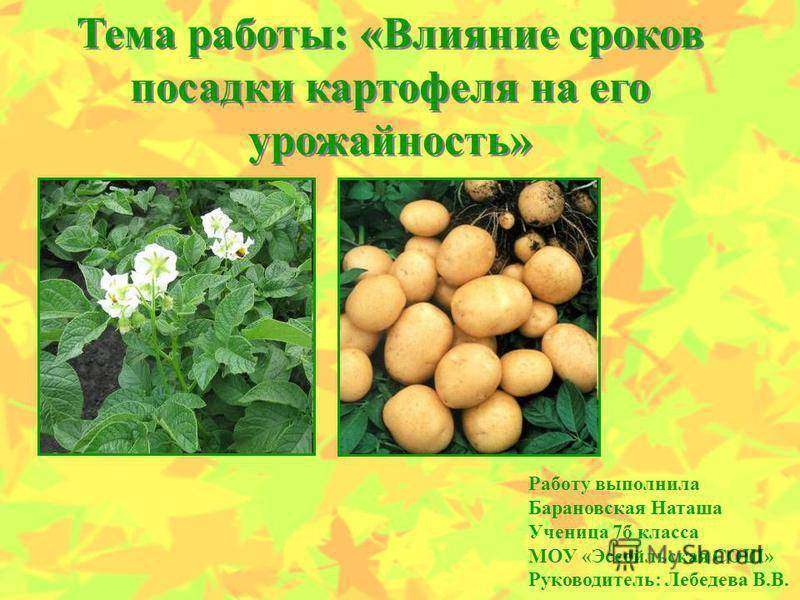 Благоприятные дни для посадки картофеля по лунному календарю