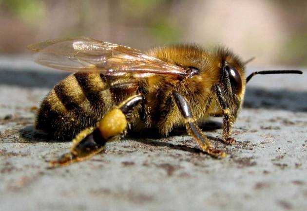 Пчёлы — википедия с видео // wiki 2