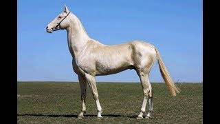 Ахалтекинская лошадь: масти, фото. разведение ахалтекинских лошадей