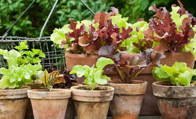 Выращивание салата в открытом грунте и домашних условиях