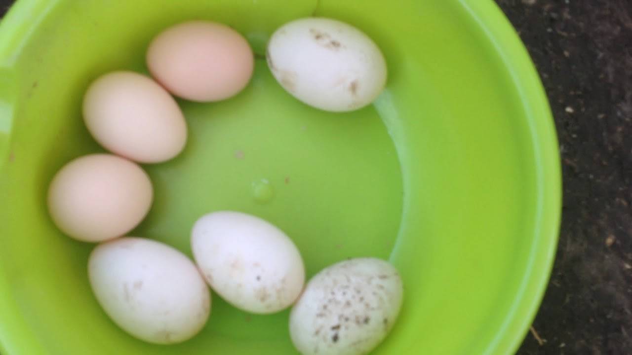 Выгодно ли держать кур для продажи яиц - подробно об условиях содержания и рентабельности!