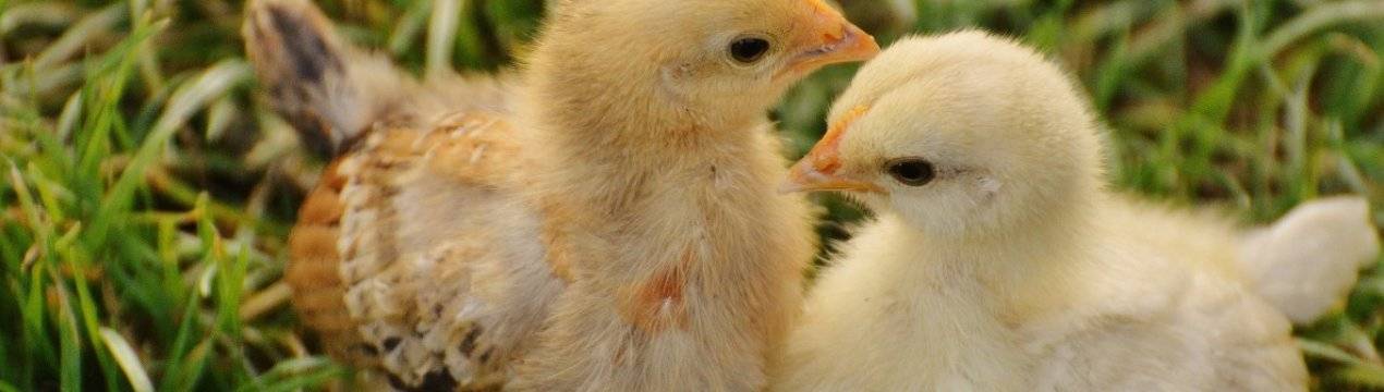 Инструкция применения антибиотика «байтрил» для цыплят