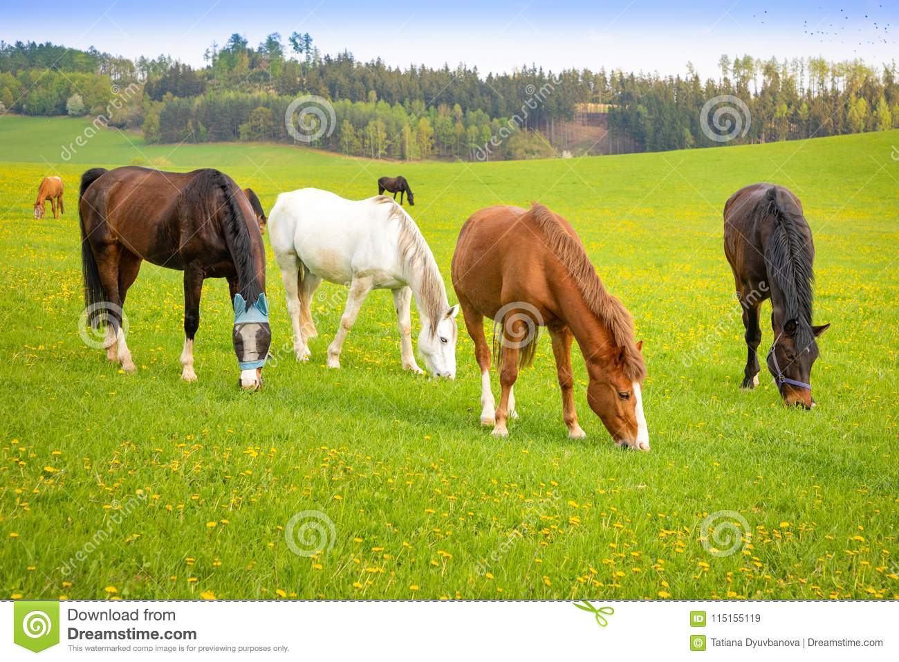 Чем кормить лошадей: рассматриваем основы рациона