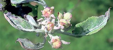 О мерах борьбы с мучнистой росой на яблоне: как бороться с белым налетом