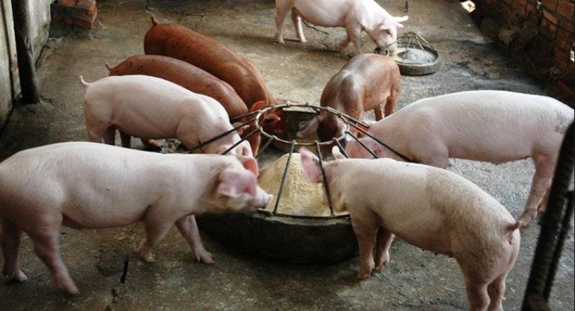 Как определить половую охоту у свиньи. правильный забой свиньи или как получить качественное мясо.