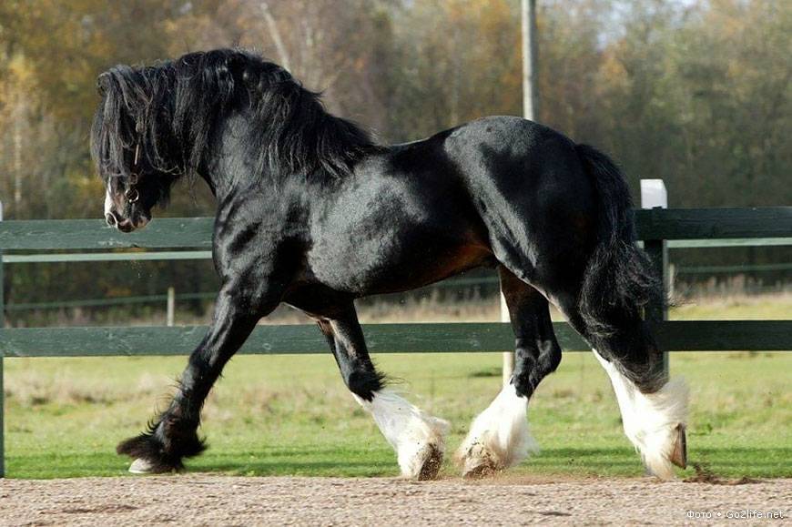 Самые большие лошади в мире (34 фото): крупные породы. какие кони в россии самые огромные? гигант из «книги рекордов гиннеса»