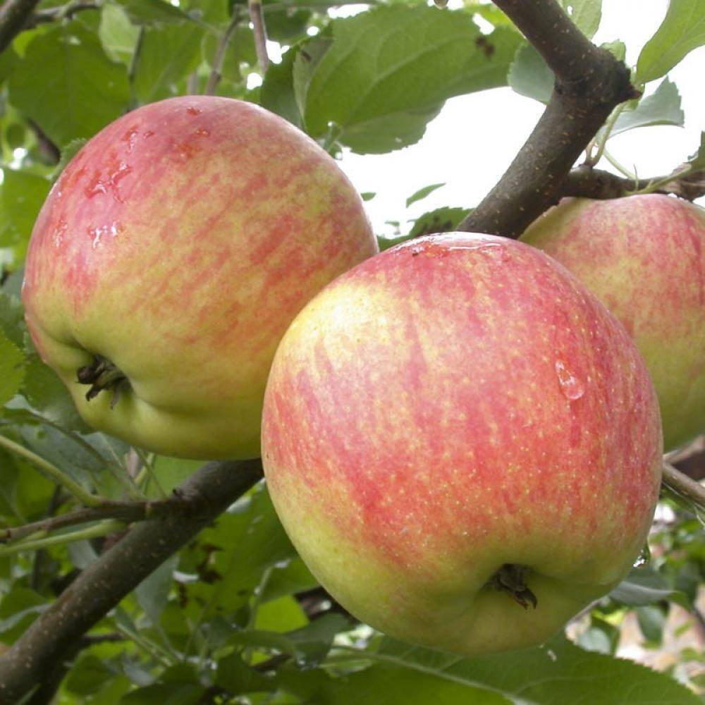 О яблоне Чемпион: описание и характеристики сорта, посадка и уход
