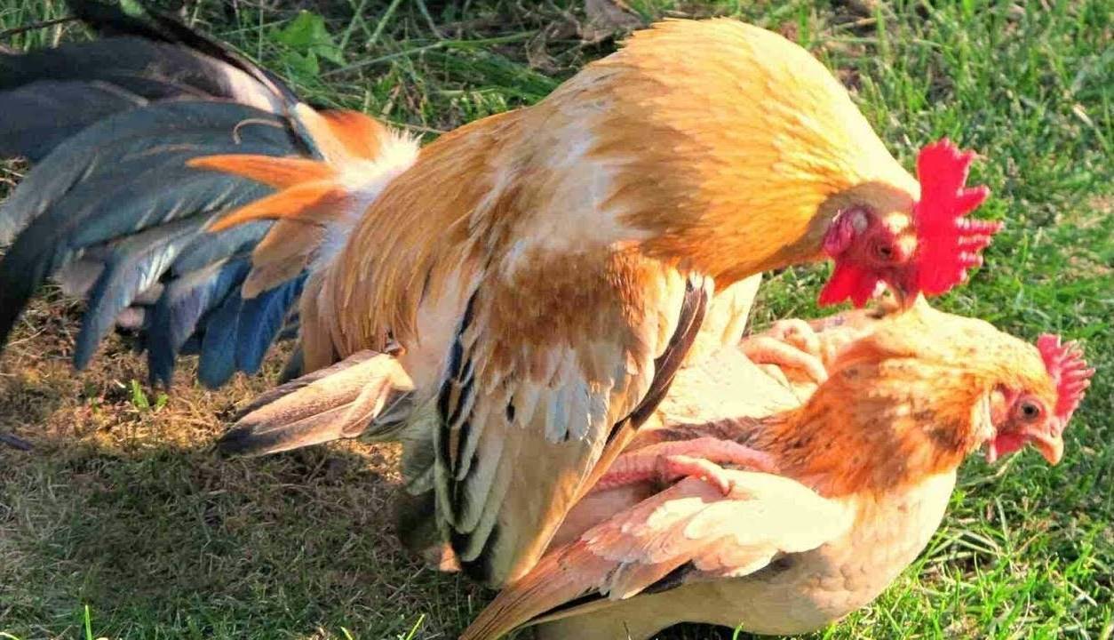 Как петухи оплодотворяют куриц: тонкости процесса