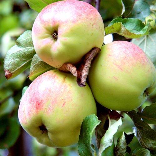 О яблоне Антоновка: описание сорта, характеристики, агротехника, выращивание