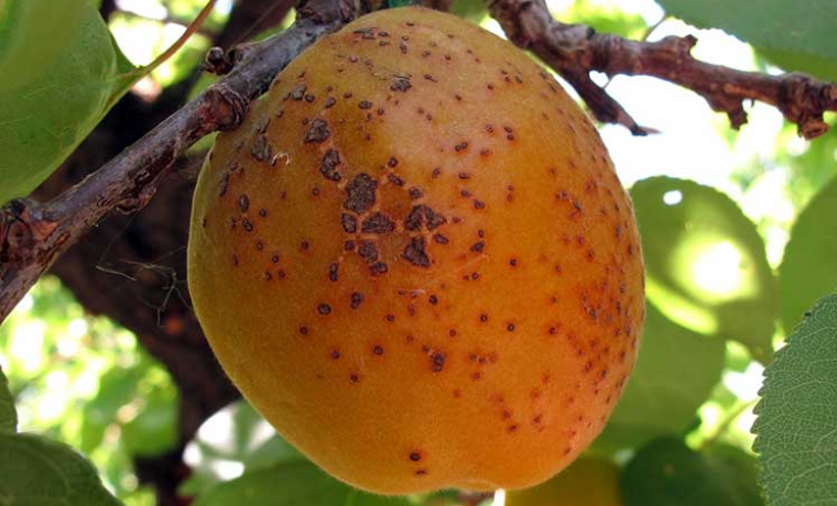 Монилиоз абрикосов (монилиальный ожог абрикоса): фото, как лечить - лечение болезни абрикосовых деревьев, сорта абрикосов устойчивых к монилиозу