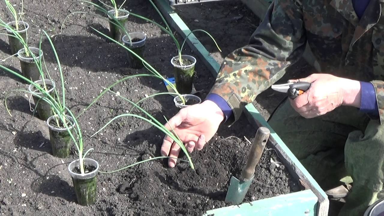 Как вырастить лук эксибишен из семян
