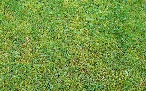 Усыхание газона: почему желтеет газон на участке и что нужно делать