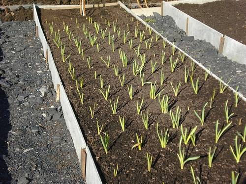 Выращивание чеснока в открытом грунте: посадка и уход за озимым (зимним) чесноком