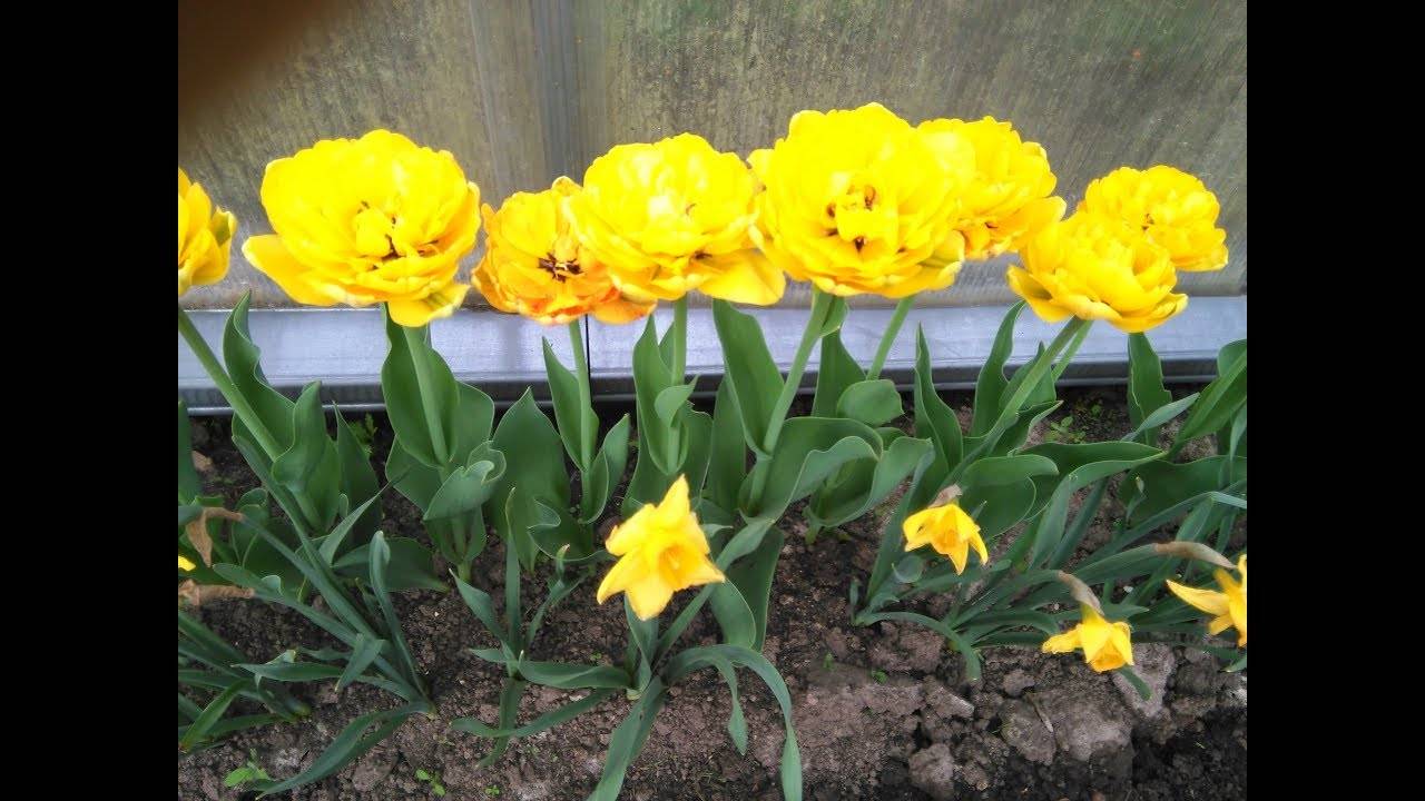 Отцвели нарциссы и тюльпаны что делать. Что делать с нарциссами и тюльпанами после цветения. Чем подкормить нарциссы весной.