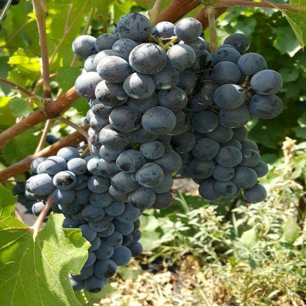 «левокумский» — технический сорт винограда