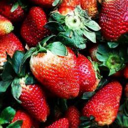 Любит ли клубника навоз: способы подкормки ягодных кустов органикой