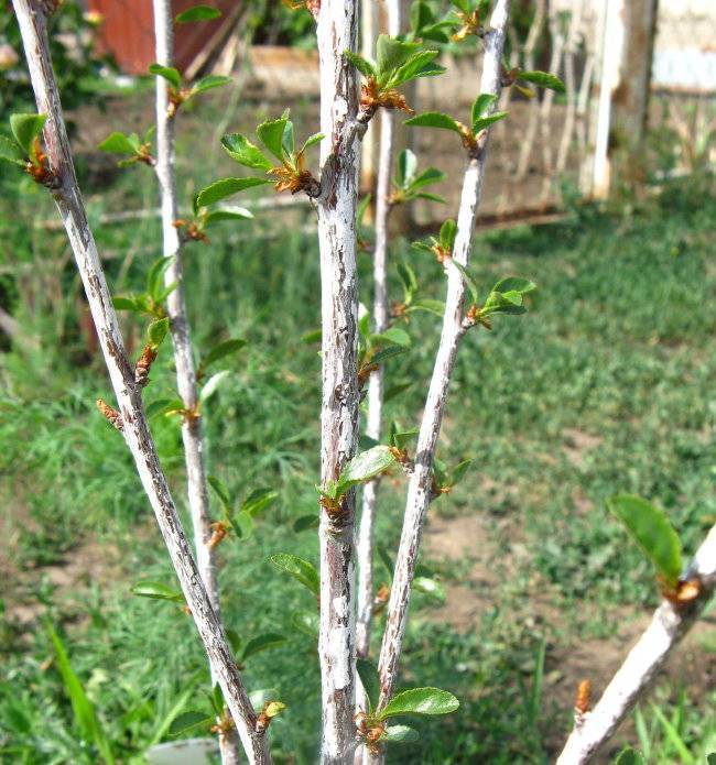 10 причин, почему не распускаются и вянут листья у вишни