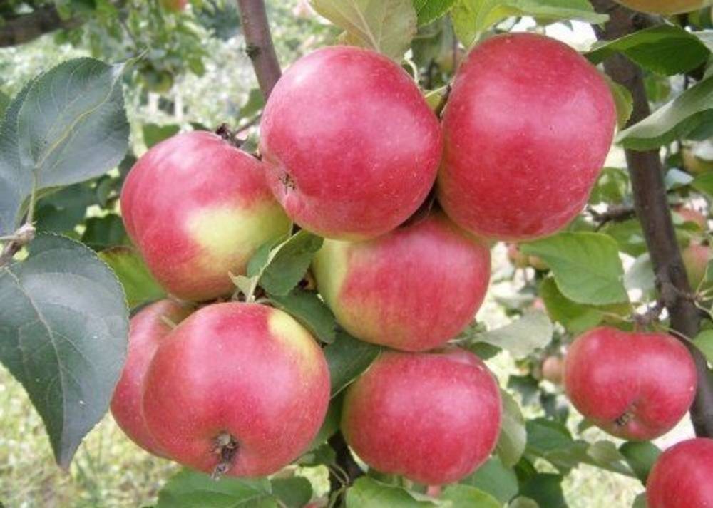 Подробная характеристика и особенности выращивания яблони сорта белорусское сладкое
