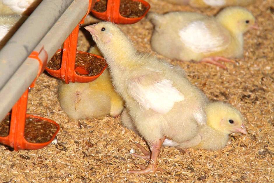 Чем кормить цыплят — от первых часов до взрослого рациона, все нюансы и особенности кормления для результативного бизнеса
