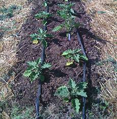 Чем удобрять баклажаны для роста после высадки в грунт?