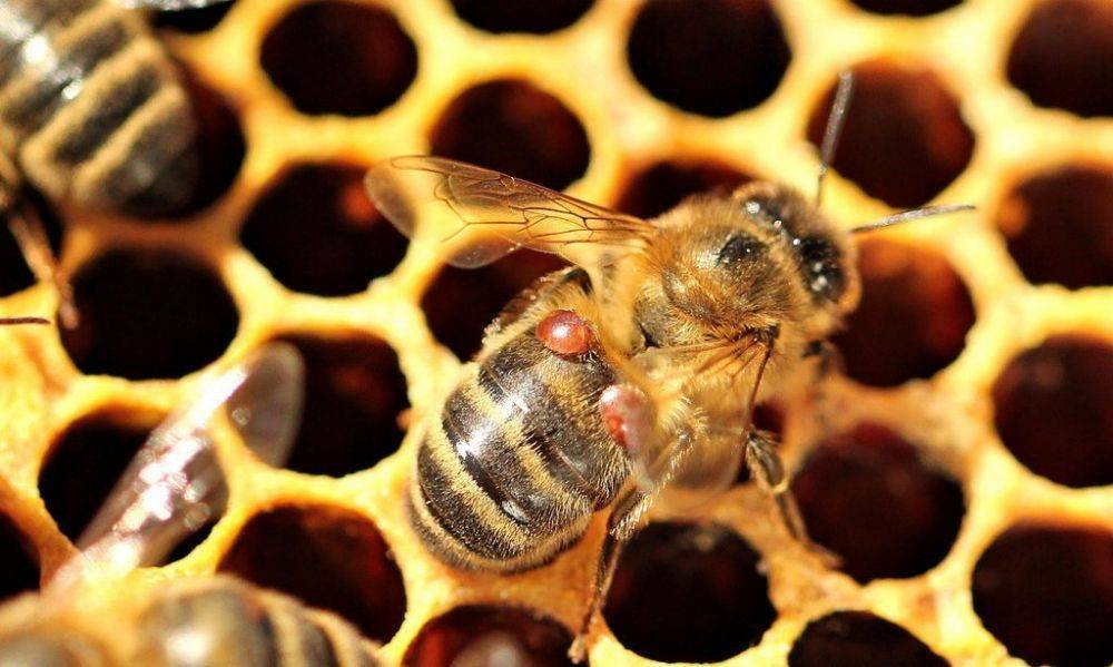 Все про пчелиные лекарства