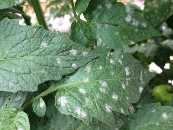 Белеют листья у рассады помидор: причины, способы лечения и возможные последствия для урожайности (115 фото)