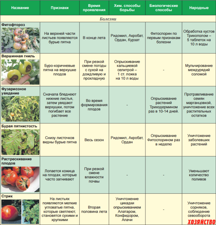 Определитель болезней томатов: фото, описание, меры борьбы и профилактика