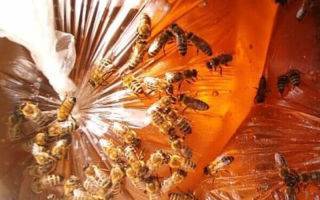 О сиропе для пчел: соотношения, пропорции для подкормки пчел осенью, летом