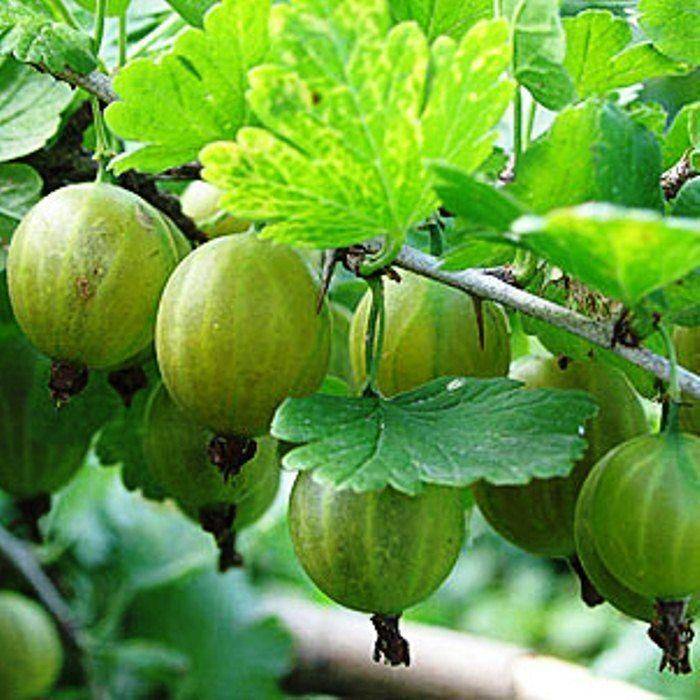 Крыжовник малахит: описание и выращивание сорта