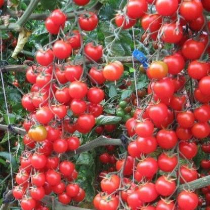 Томат вишня красная: описание сорта, отзывы, фото, урожайность | tomatland.ru