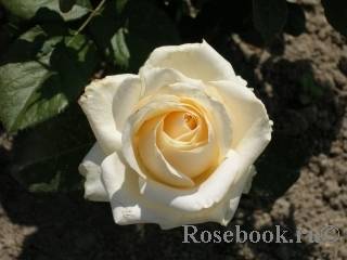 В чем особенность розы аваланж: выращивание, разновидности с фото