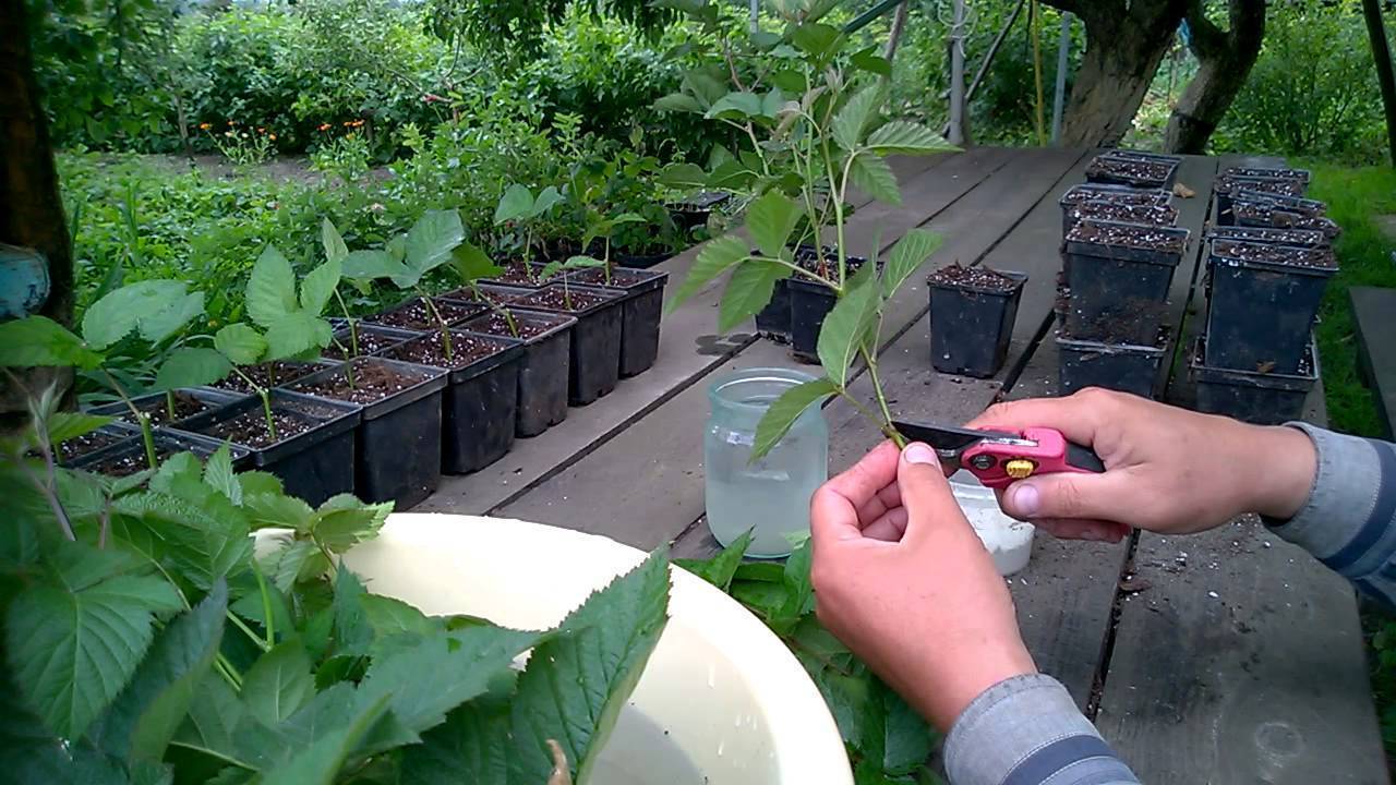 Размножение ежевики: самые эффективные варианты размножения ягоды