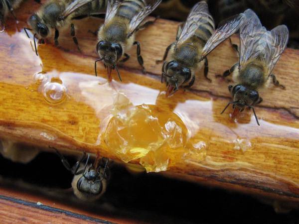 О подкормке пчел: как скормить пчелам прошлогодний мед, хвойный экстракт