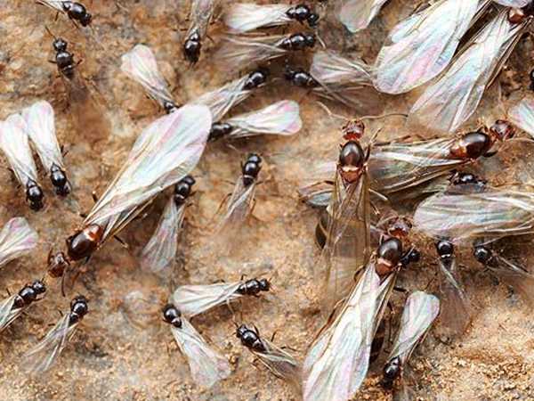 Как избавиться от летающих муравьев?