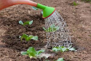 Удобрения для белокочанной и цветной капусты при посадке и в процессе роста