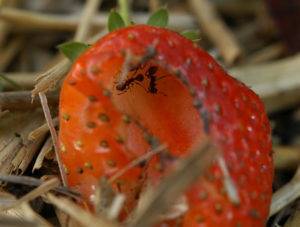 Как избавиться от садовых муравьев в огороде народными средствами?