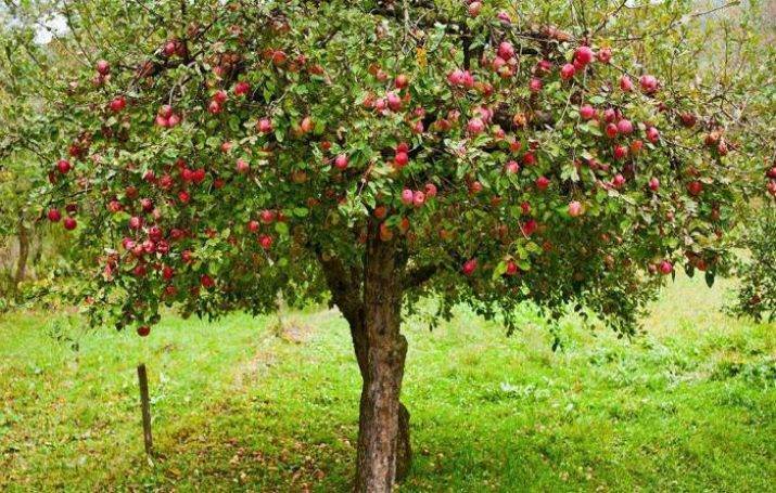 Подробные инструкции с видео, как заделать дупло в яблоне