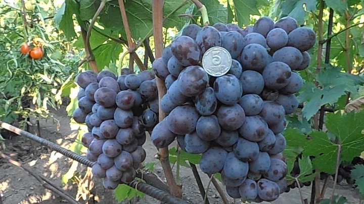 Сорта винограда для вина: описание лучших сортов и секреты их выращивания. 110 фото и видео инструкция по посадке и выращиванию винного сырья