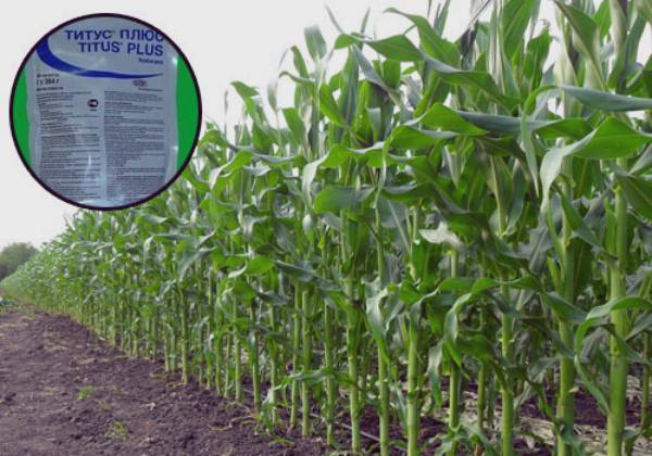 Чувствительность кукурузы к гербицидам