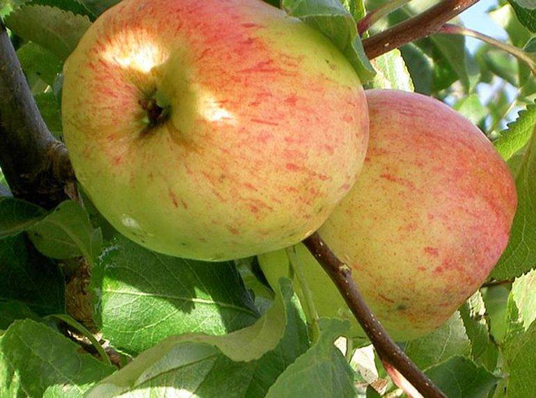 Лучшие сорта яблонь: описание и характеристика