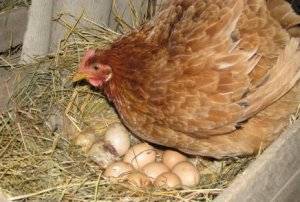 Кормление цыплят несушек в домашних условиях:  их рацион, таблица нормы питания в граммах, а также потребление еды после 5 дней жизни