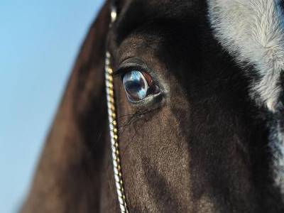 Глаза лошади: какого цвета, какие болезни бывают, зачем закрывают по бокам