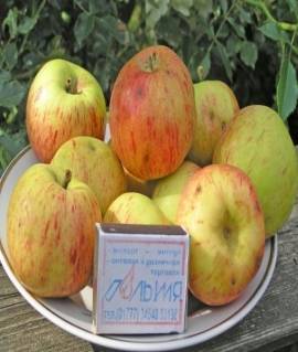 Сорт яблони мечта: ботаническое описание и характеристика сорта