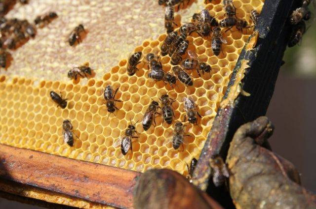 Почему мед не засахарился в течение года